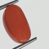 Authentic Original Red Coral Stone With Lab-Certified 5.50 Carat