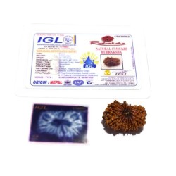 17 Mukhi Rudraksha (Nepali) Bead 30mm+ With X-ray Report