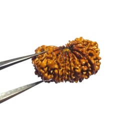 17 Mukhi Rudraksha (Nepali) Bead 30mm+ With X-ray Report