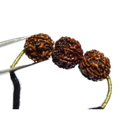 Certified Saraswati Kavach & Certified Rudraksha 4-6-4 Mukhi student rudraksha