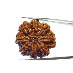 Natural 8 Mukhi Rudraksha (Nepali) Bead 21 mm