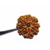 Natural 8 Mukhi Rudraksha (Nepali) Bead 21 mm