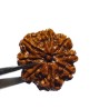 Natural 8 Mukhi Rudraksha (Nepali) Bead 21 mm