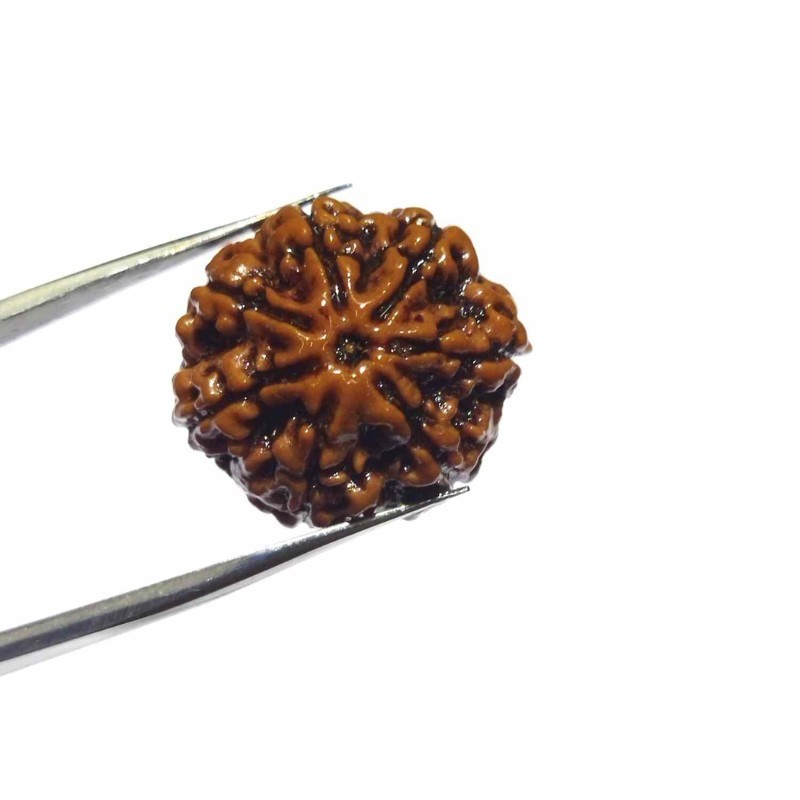 Original 7 Mukhi Rudraksha (Nepali) Bead 22 mm Lab-Certified Big Size