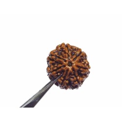 Original 7 Mukhi Rudraksha (Nepali) Bead 22 mm Lab-Certified Big Size