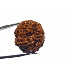 Original 7 Mukhi Rudraksha (Nepali) Bead 22 mm Lab-Certified Big Size