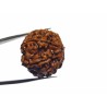 Original 7 Mukhi Rudraksha (Nepali) Bead 22 mm Lab-Certified Big Size