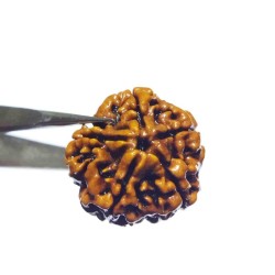 5 Mukhi Rudraksha (Nepali)...