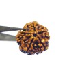 5 Mukhi Rudraksha (Nepali) Bead 22 mm & Certified - 4.5 Gram