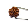 5 Mukhi Rudraksha (Nepali) Bead 22 mm & Certified - 4.5 Gram